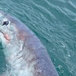 Fisherman catches record-breaking six-foot "monster" shark off Devon coast