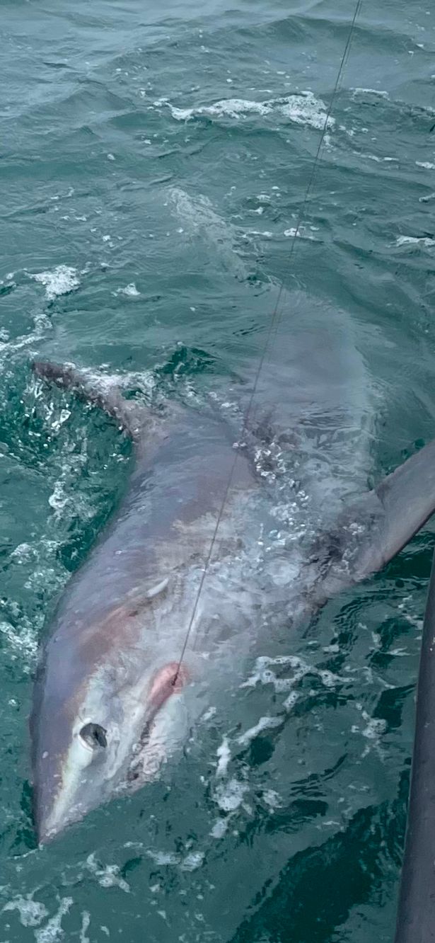 Fisherman catches record-breaking six-foot "monster" shark off Devon coast