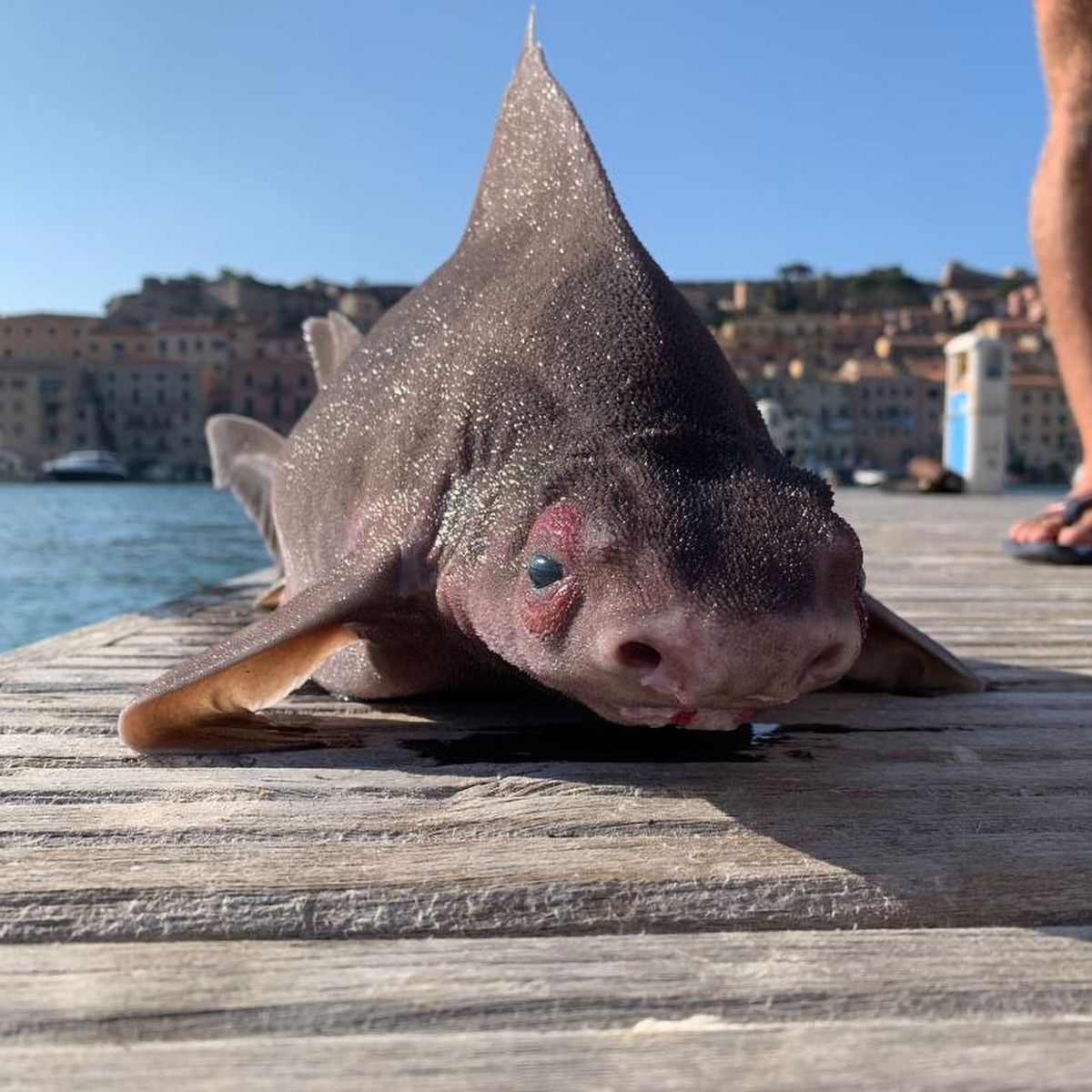 The sailors "freaked out" after finding an animal with the body of a shark and the face of a pig