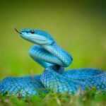 There are approximately 3,000 species of snakes in the world