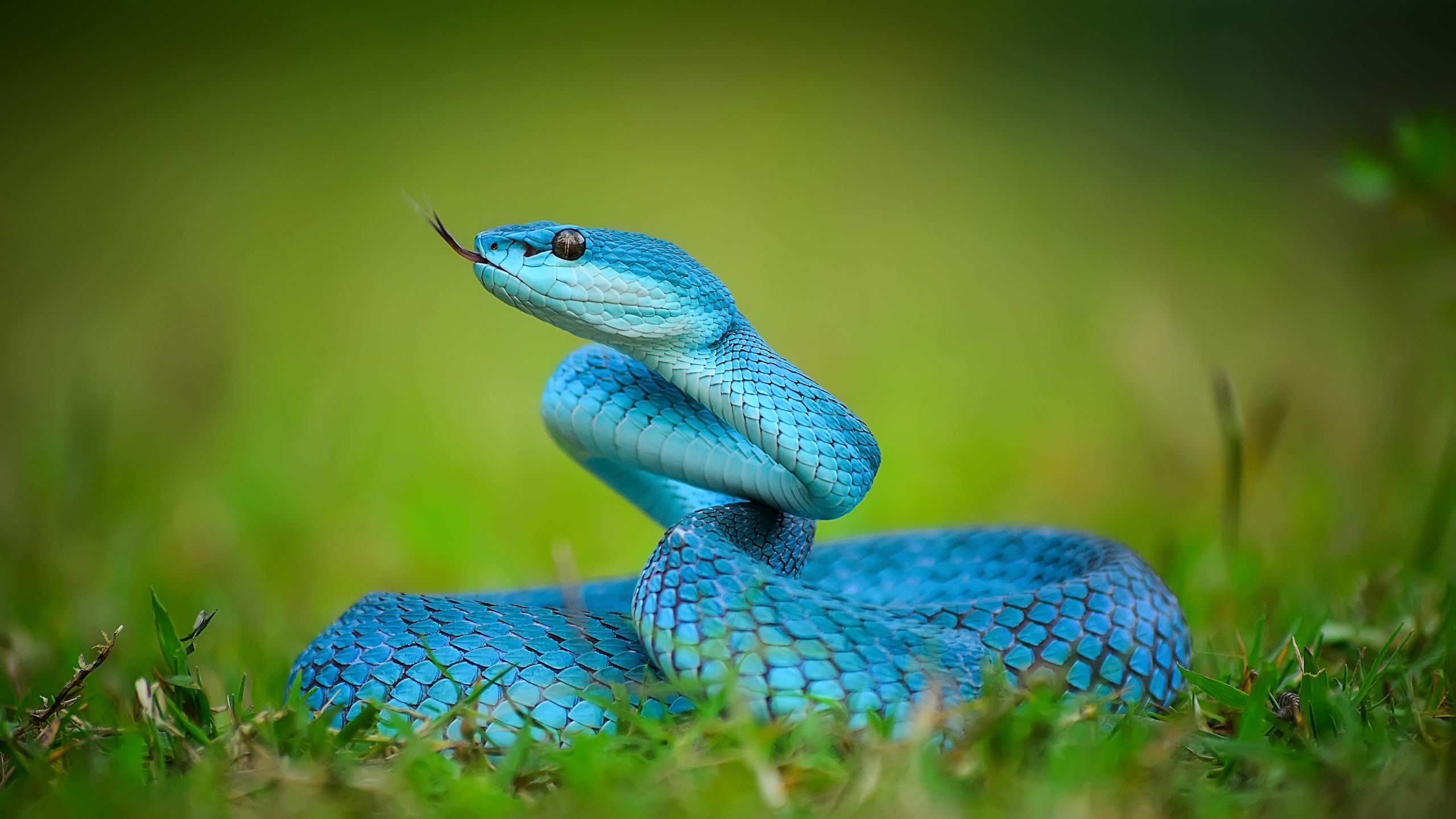 There are approximately 3,000 species of snakes in the world