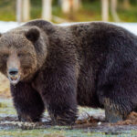 Hunter mauled by grizzly bear in Alaska