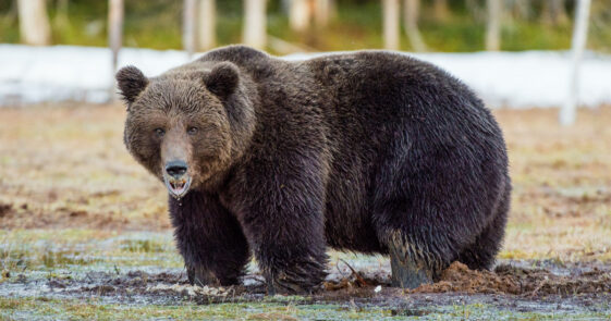 Hunter mauled by grizzly bear in Alaska