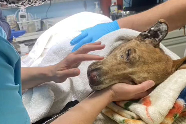 A Los Angeles man was arrested after he allegedly set his dog on fire
