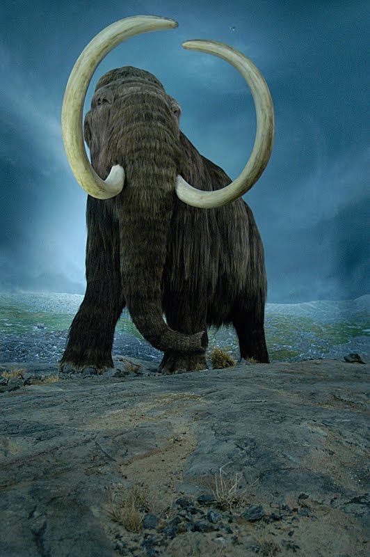 Genetics company wants to revive the woolly mammoth