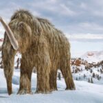 Genetics company wants to revive the woolly mammoth