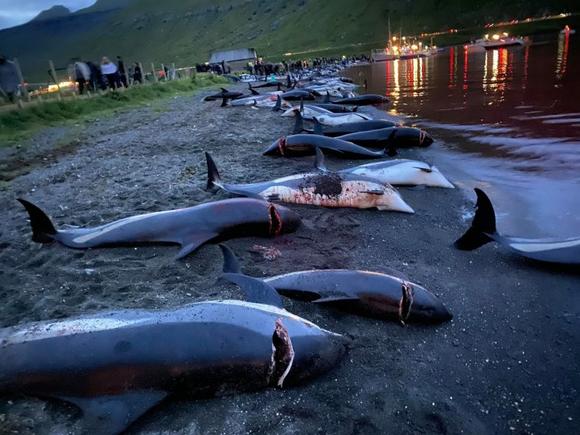 Horrifying footage shows children watching nearly 1,500 dolphins being slaughtered in Faroe Islands