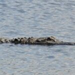 Alligator assault on girl ends after neighbor hits creature with shovel