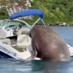 This walrus that made its way onto a boat has become an Internet sensation