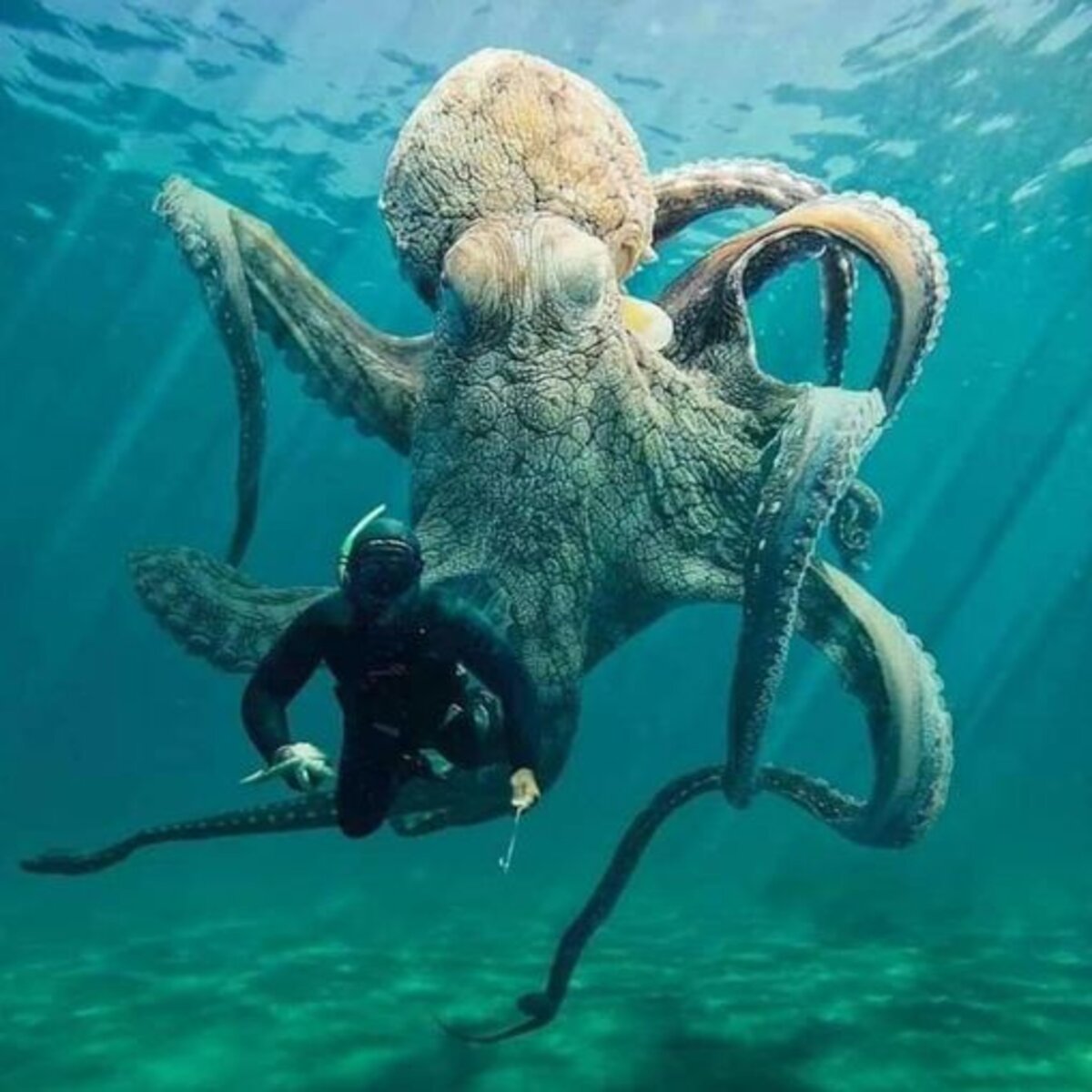 Giant tiktok octopus