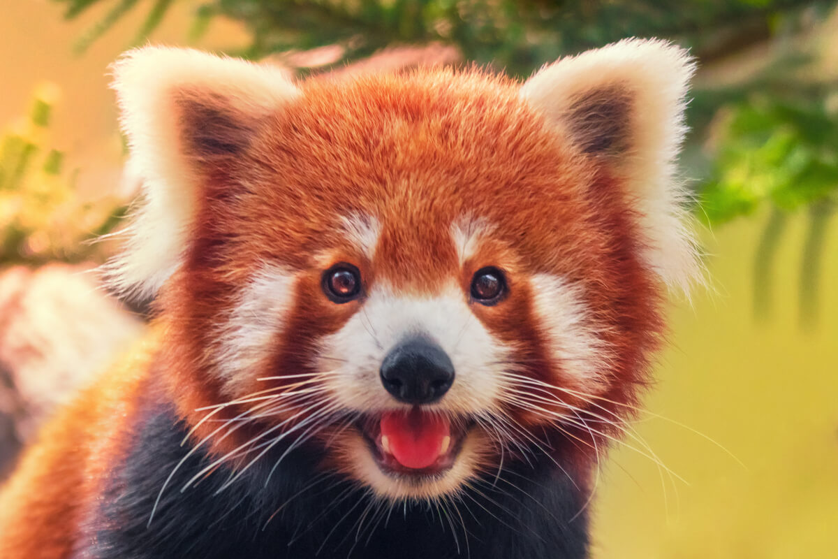 The red panda is a shy and solitary animal