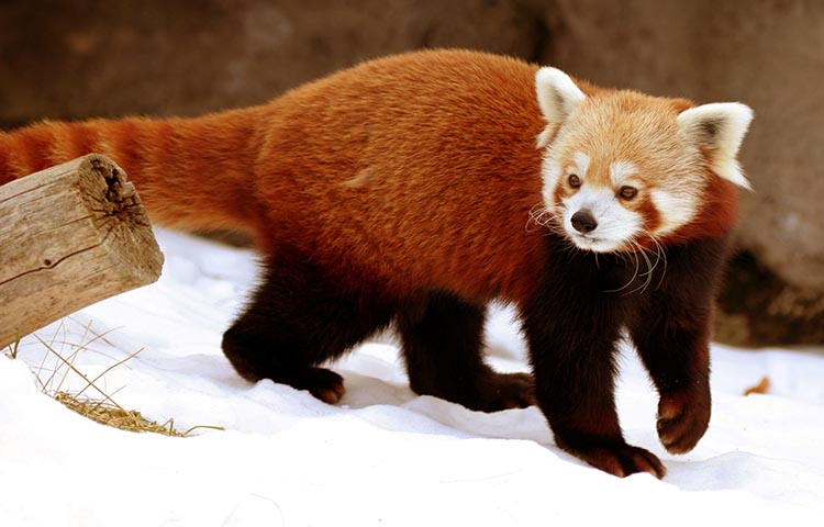 The red panda is a shy and solitary animal