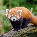 The red panda: is a shy and solitary animal