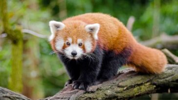 The red panda: is a shy and solitary animal