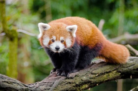 The red panda: is a shy and solitary animal