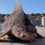 The sailors "freaked out" after finding an animal with the body of a shark and the face of a pig