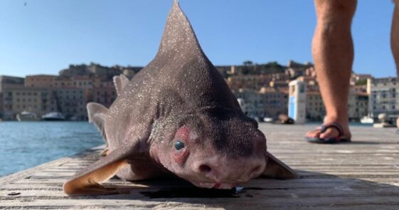 The sailors "freaked out" after finding an animal with the body of a shark and the face of a pig