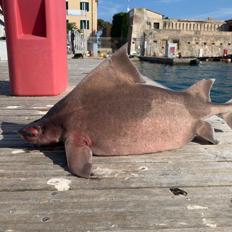 The sailors "freaked out" after finding an animal with the body of a shark and the face of a pig