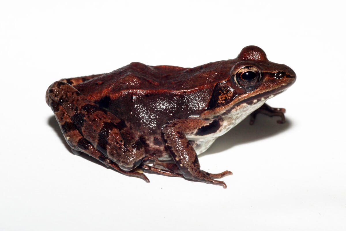 The wood frog: does it freeze to survive?