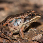The wood frog: does it freeze to survive?