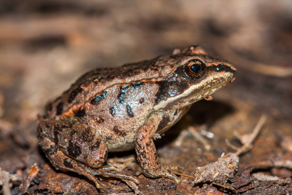 The wood frog: does it freeze to survive?