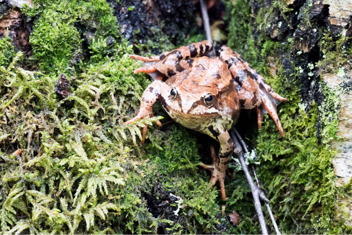 The wood frog: does it freeze to survive?