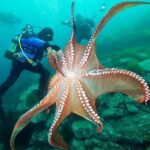 Giant Pacific octopus: the largest octopus species