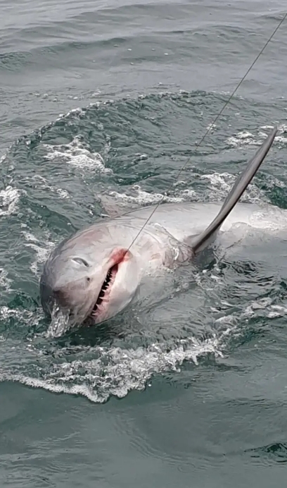 Fisherman catches record-breaking six-foot "monster" shark off Devon coast