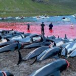 Horrifying footage shows children watching nearly 1,500 dolphins being slaughtered in Faroe Islands