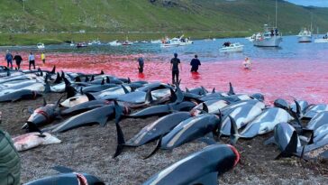 Horrifying footage shows children watching nearly 1,500 dolphins being slaughtered in Faroe Islands