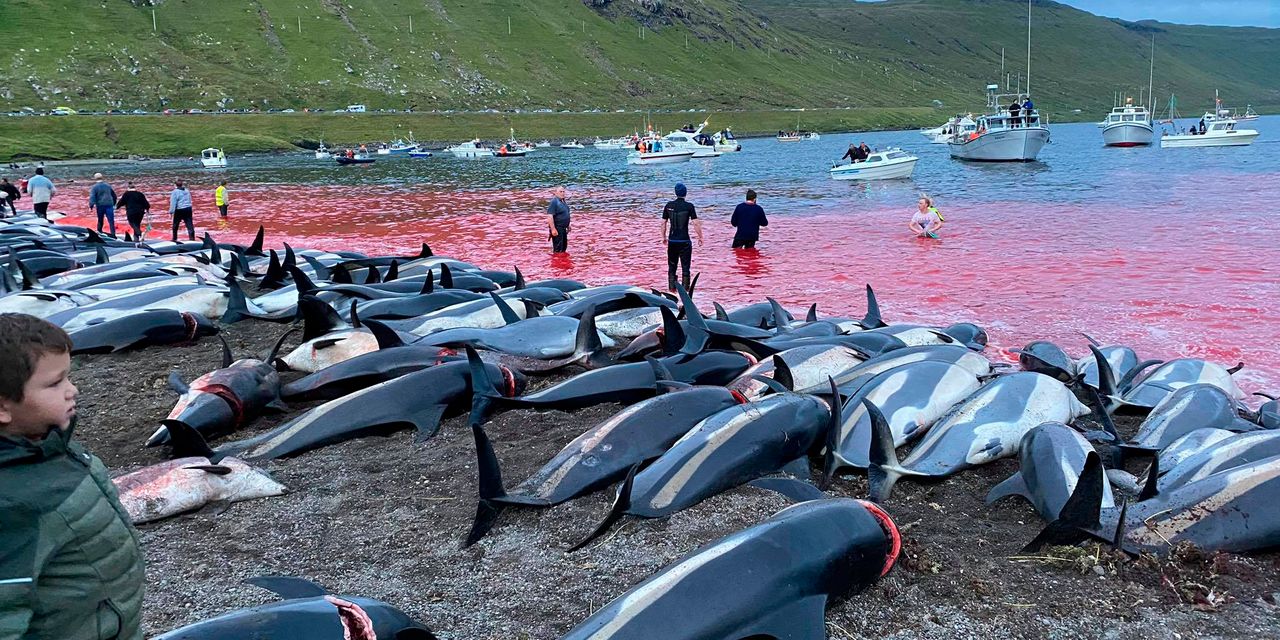 Horrifying footage shows children watching nearly 1,500 dolphins being slaughtered in Faroe Islands