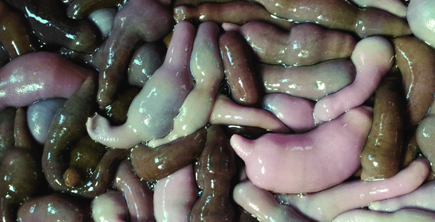 Urechis unicinctus a very popular worm in China, Japan and Korea