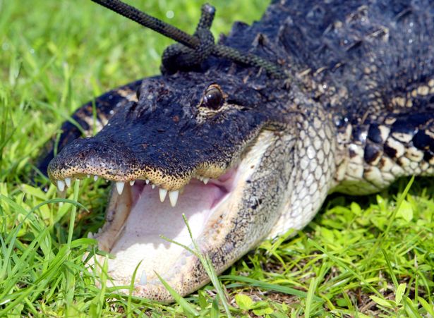 Gabby Petito's boyfriend, Brian Laundrie, was 'eaten by alligators and feral hogs'