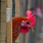 In Austria a rooster is sentenced on appeal for his crowing