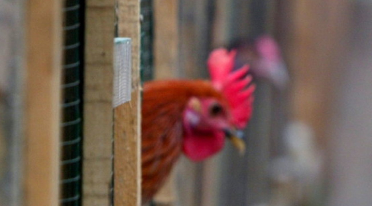 In Austria a rooster is sentenced on appeal for his crowing