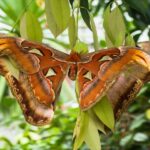 Butterfly or snake: the new optical illusion taking Twitter by storm