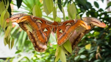 Butterfly or snake: the new optical illusion taking Twitter by storm