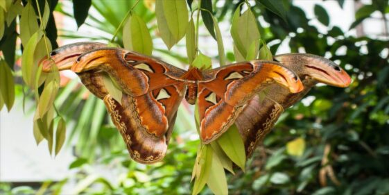 Butterfly or snake: the new optical illusion taking Twitter by storm