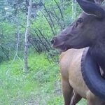 For two years, an elk has lived with a tire around its neck in Colorado