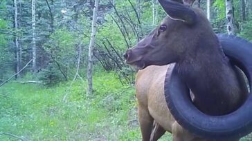 For two years, an elk has lived with a tire around its neck in Colorado