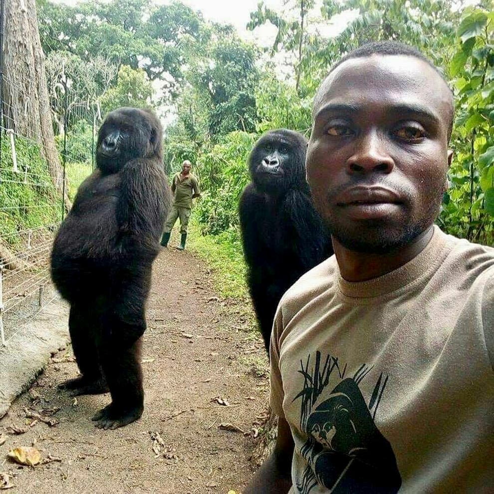 Famous gorilla who posed for a selfie dies in Congo