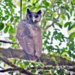 A giant owl that hasn't been seen for 150 years is photographed for the first time in the wild