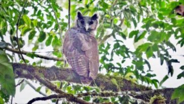 A giant owl that hasn't been seen for 150 years is photographed for the first time in the wild