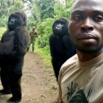 ndakasi selfie gorilla