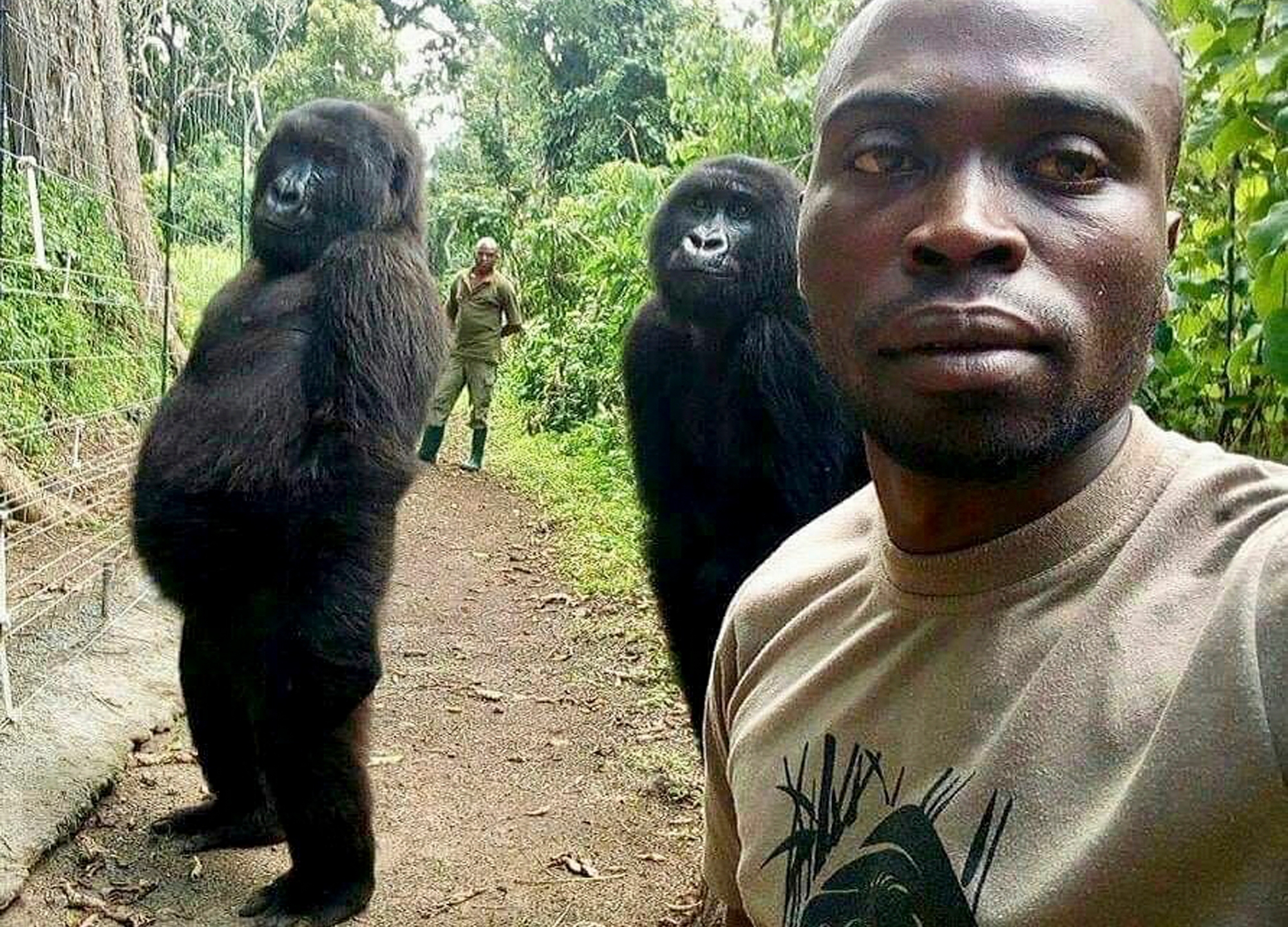 ndakasi selfie gorilla