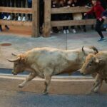 Man gored to death by bull at festival in Spain