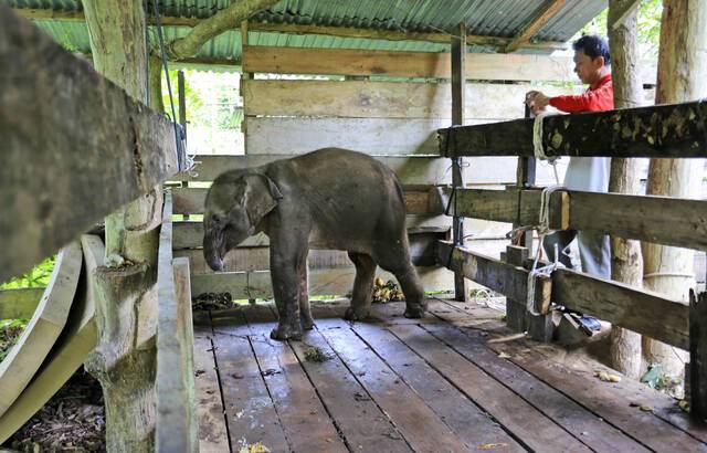 Elephant dies after losing half of its trunk in a snare trap