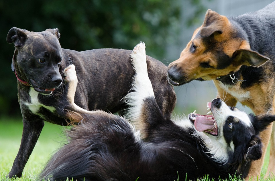 50 dogs saved from death after rescuers intercept truck carrying tied pets to slaughterhouse