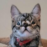 Kitten with facial anomaly receives zero applications for adoption