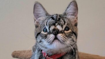 Kitten with facial anomaly receives zero applications for adoption